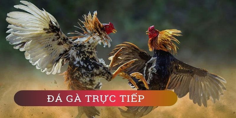 V6bet là một công ty game đáng tin cậy; sau đây là tổng quan về công ty này - V6bet