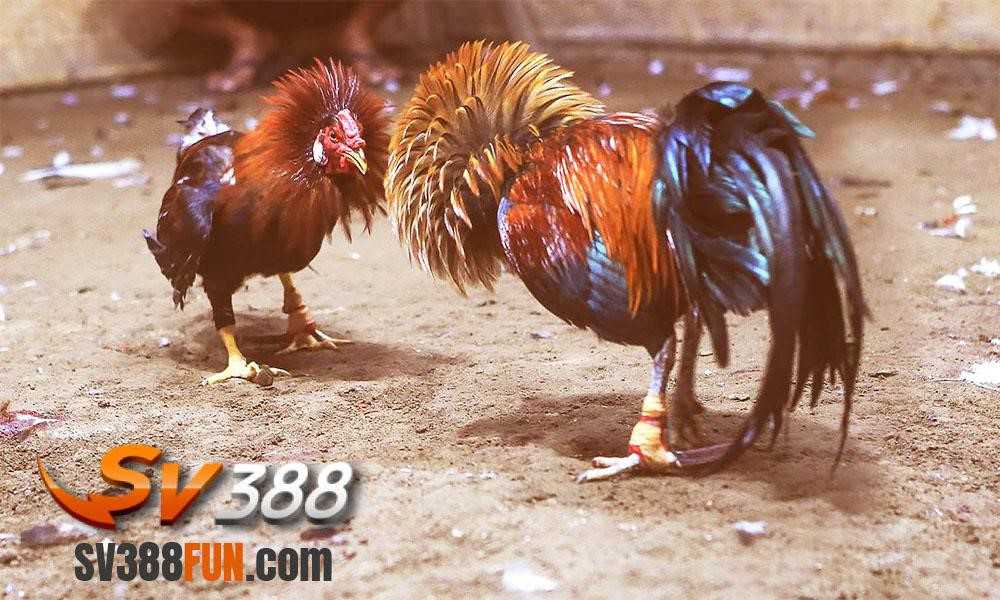 Ce88 - Một trang web chơi game trực tuyến công bằng và minh bạch - Ce88