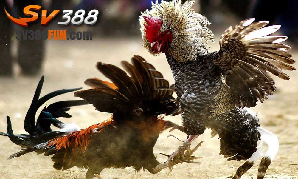 Phương thức thanh toán và tỷ lệ cược của Xổ số Vesovn - Vesovn
